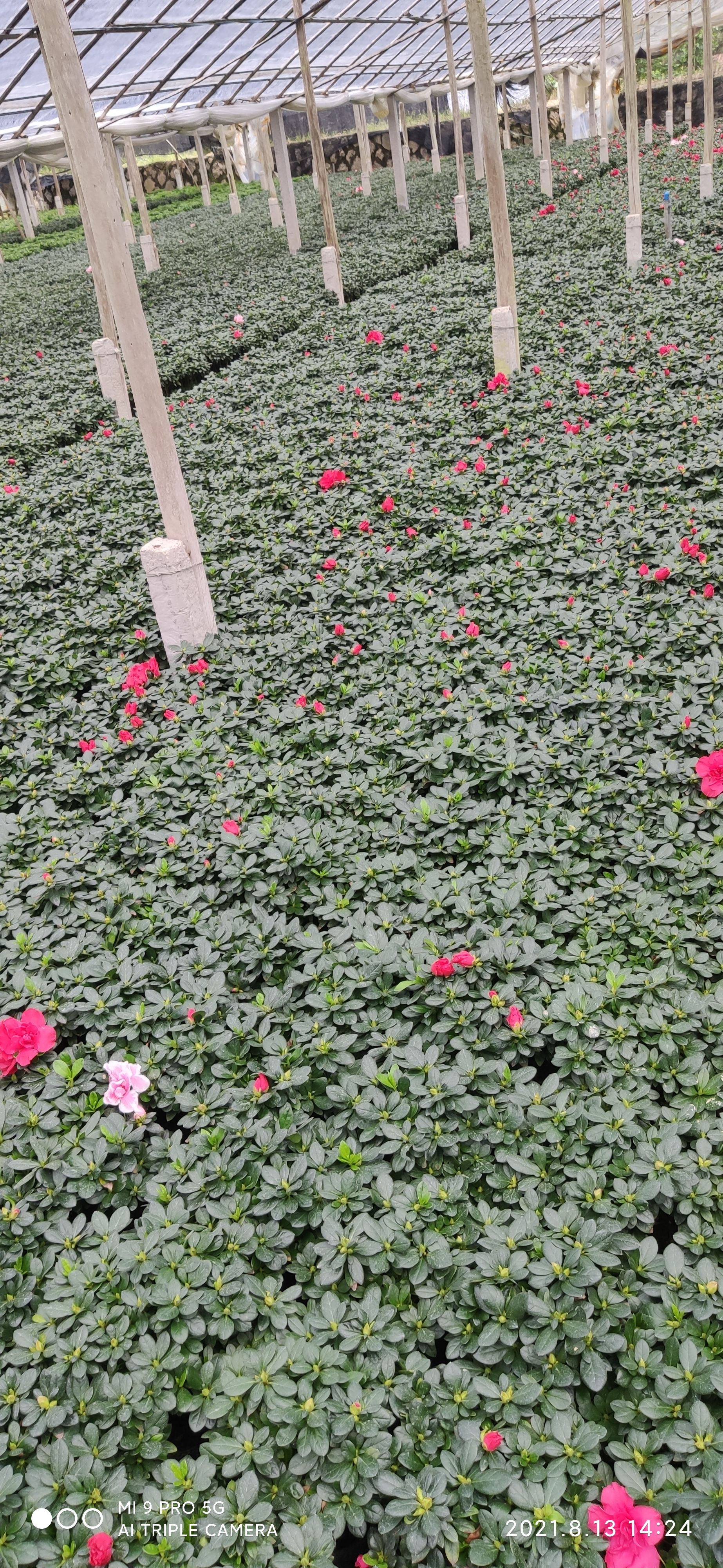 杨梅红杜鹃  精品玫红杜鹃