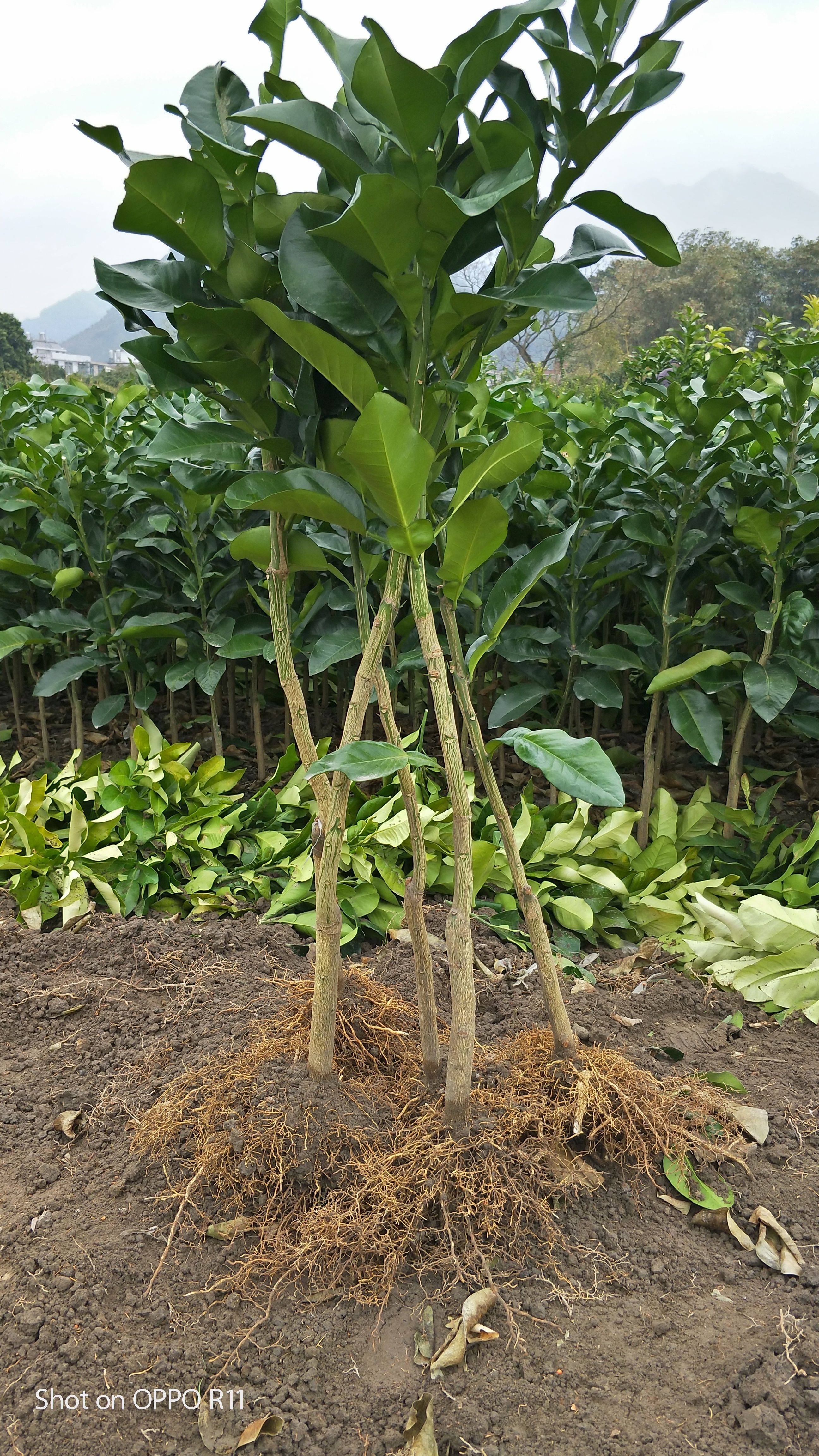 三红蜜柚苗，三红红肉蜜柚苗，大三红柚苗，福建平和直销