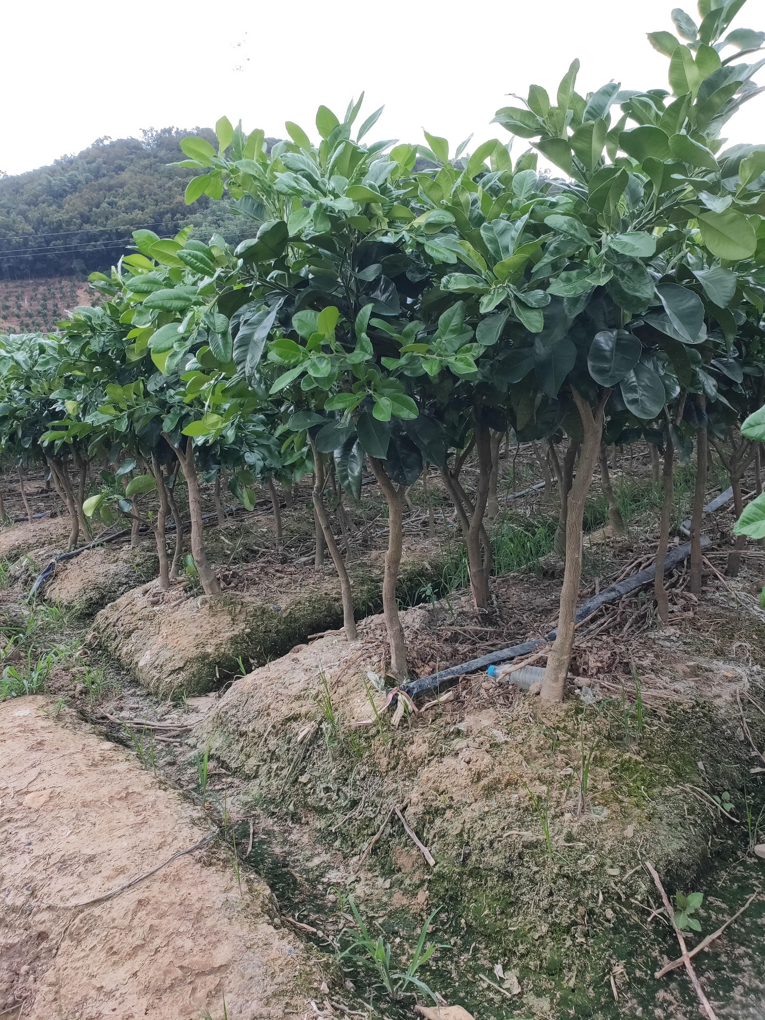 泰国红宝石柚苗  泰国青柚苗，泰国青柚苗，泰国红心青柚苗，青