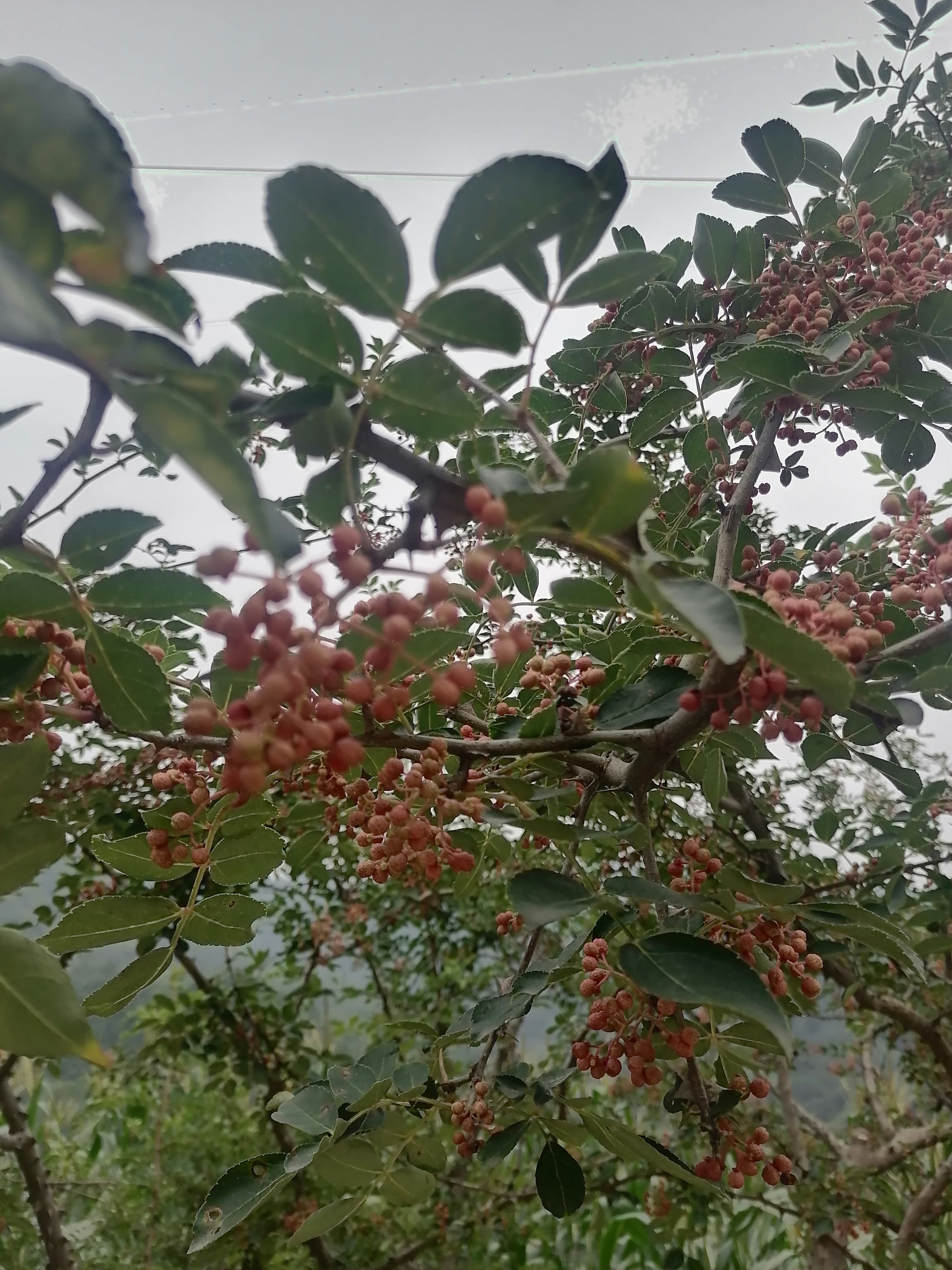 大红袍花椒 河北省石家庄市平山县 二级 鲜花椒 