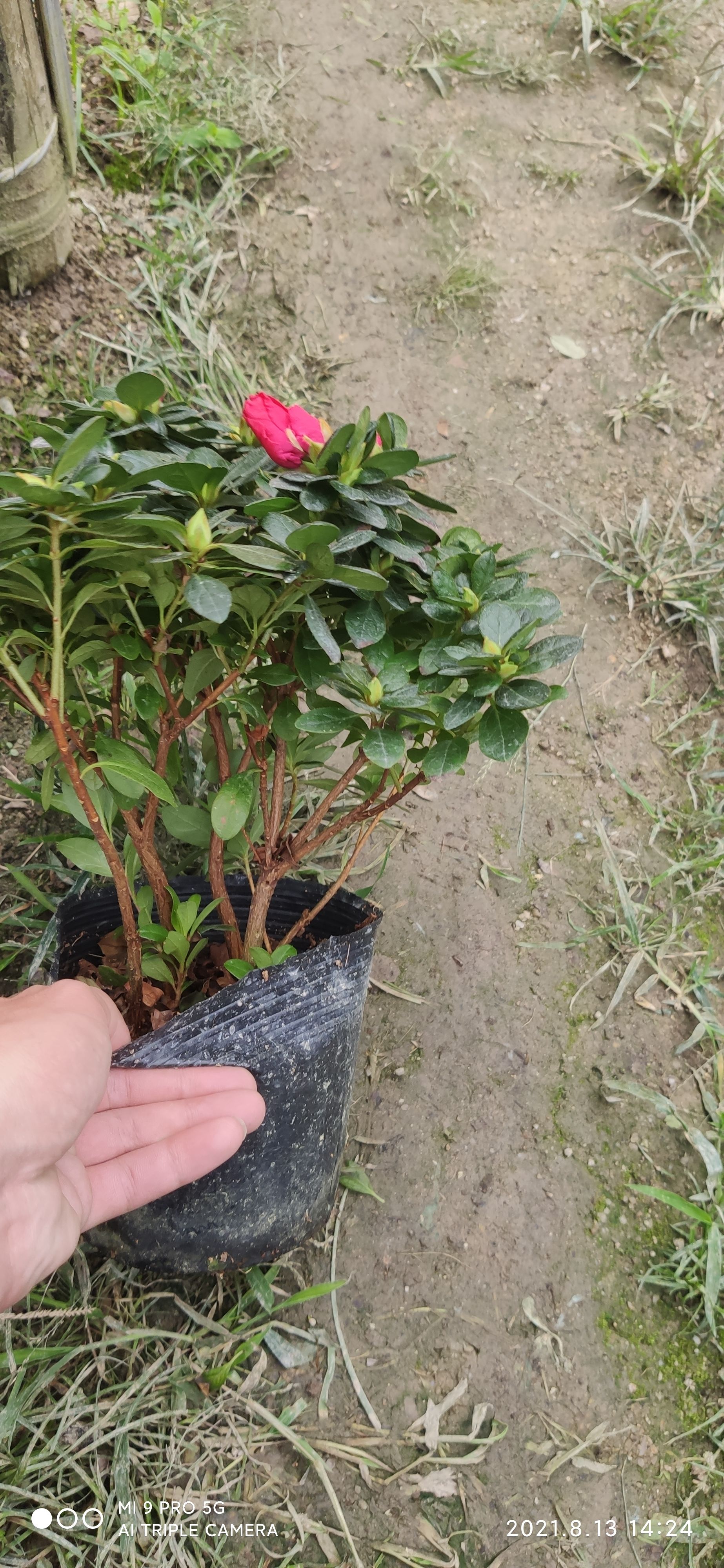 杨梅红杜鹃  精品玫红杜鹃