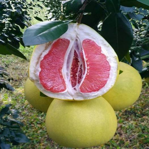 红心柚苗  带土球红肉蜜柚苗挂果苗，红肉红心柚子苗挂果树苗，