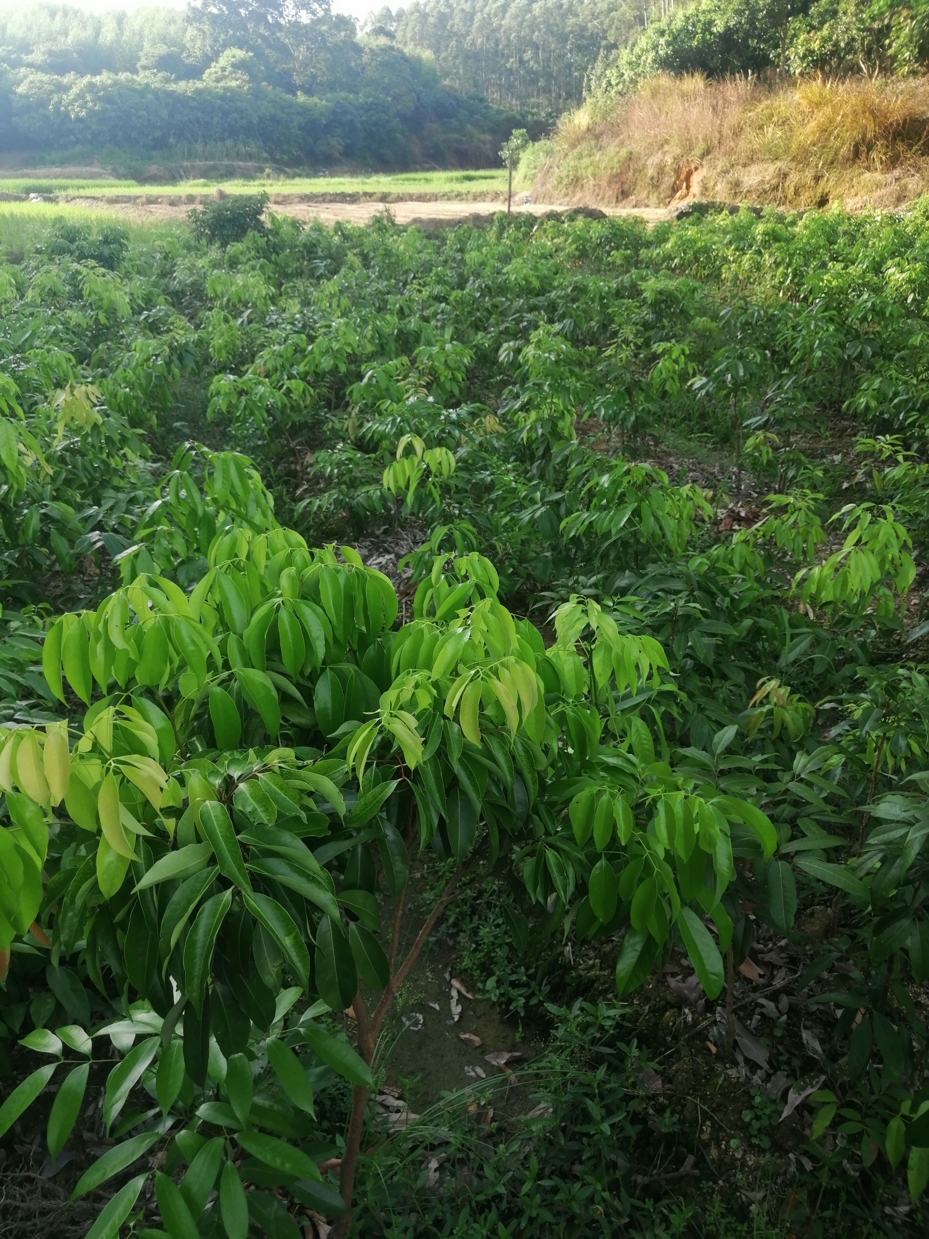 妃子笑荔枝苗  妃子笑