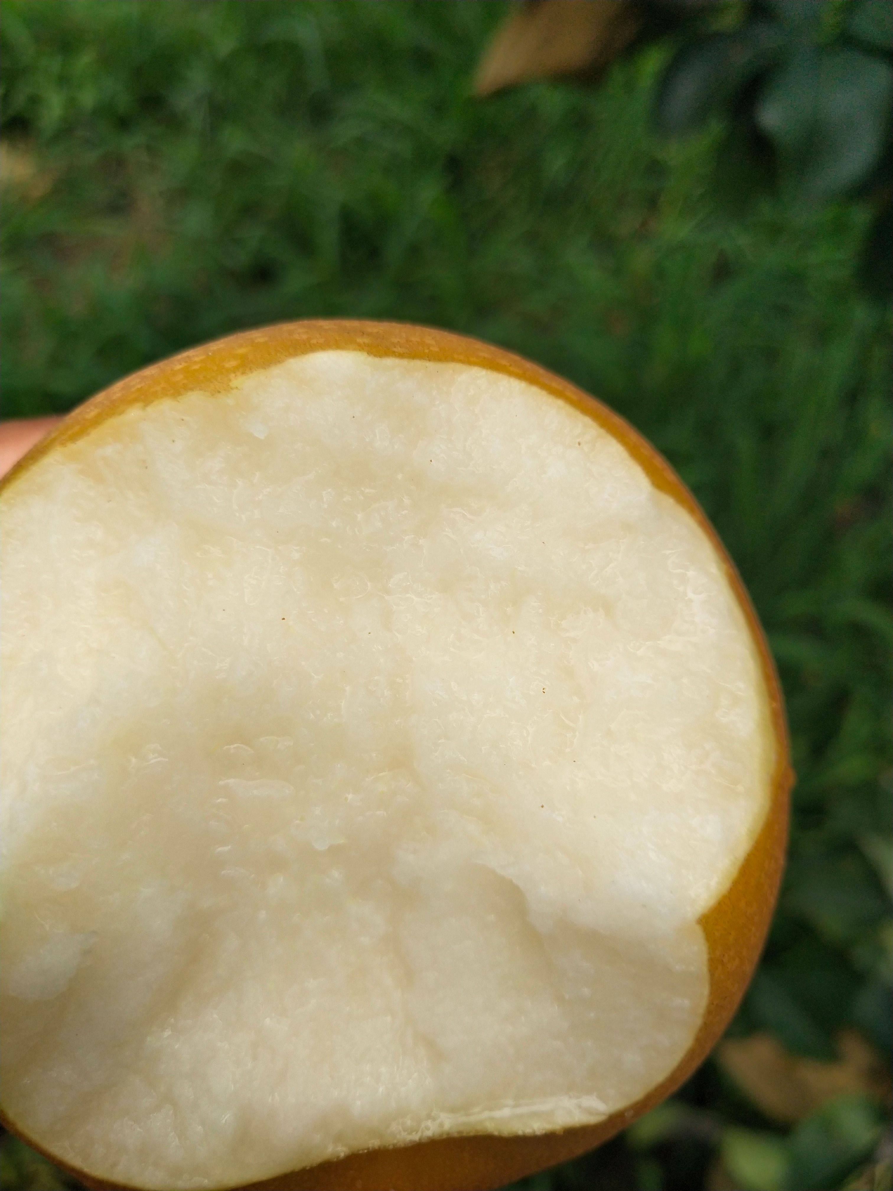 秋月梨 产地货源量大发往全国各地