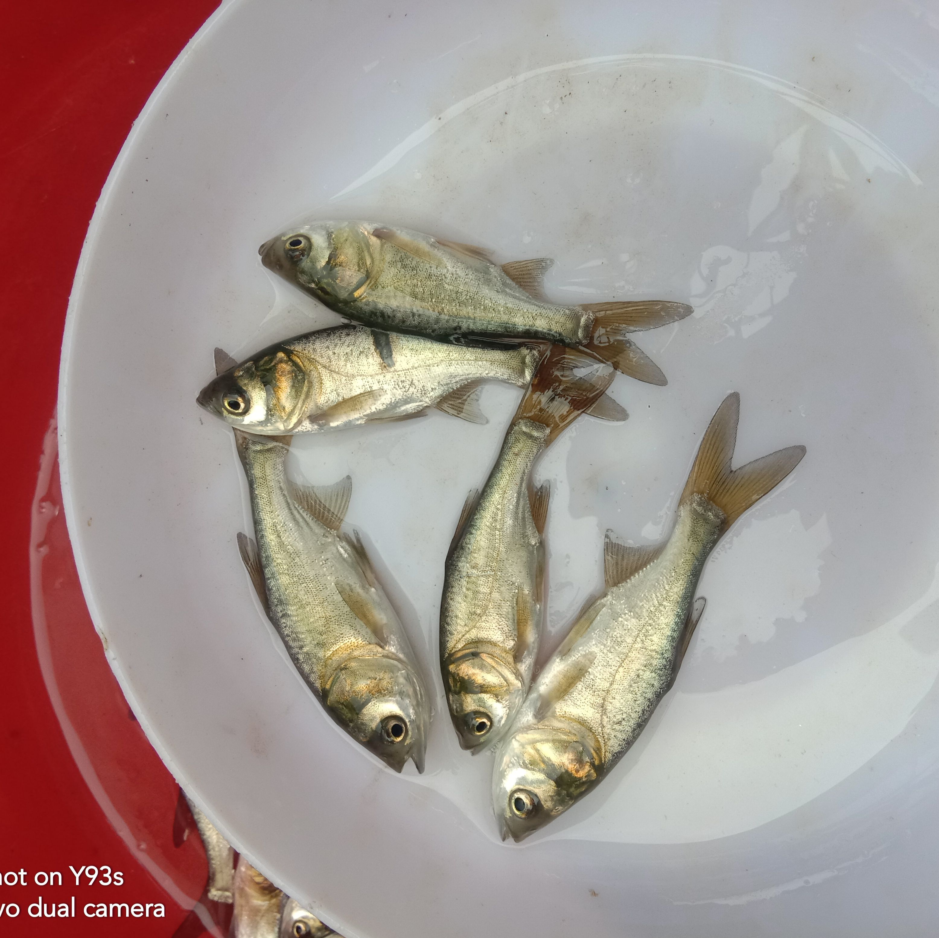 大头鱼鱼苗  大头鱼苗:鳙鱼、花鲢鱼，食物是水中大量生长浮游