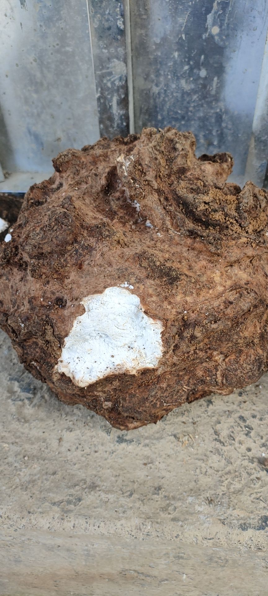 茯苓，嫁接茯苓，大量收购  有货请联系