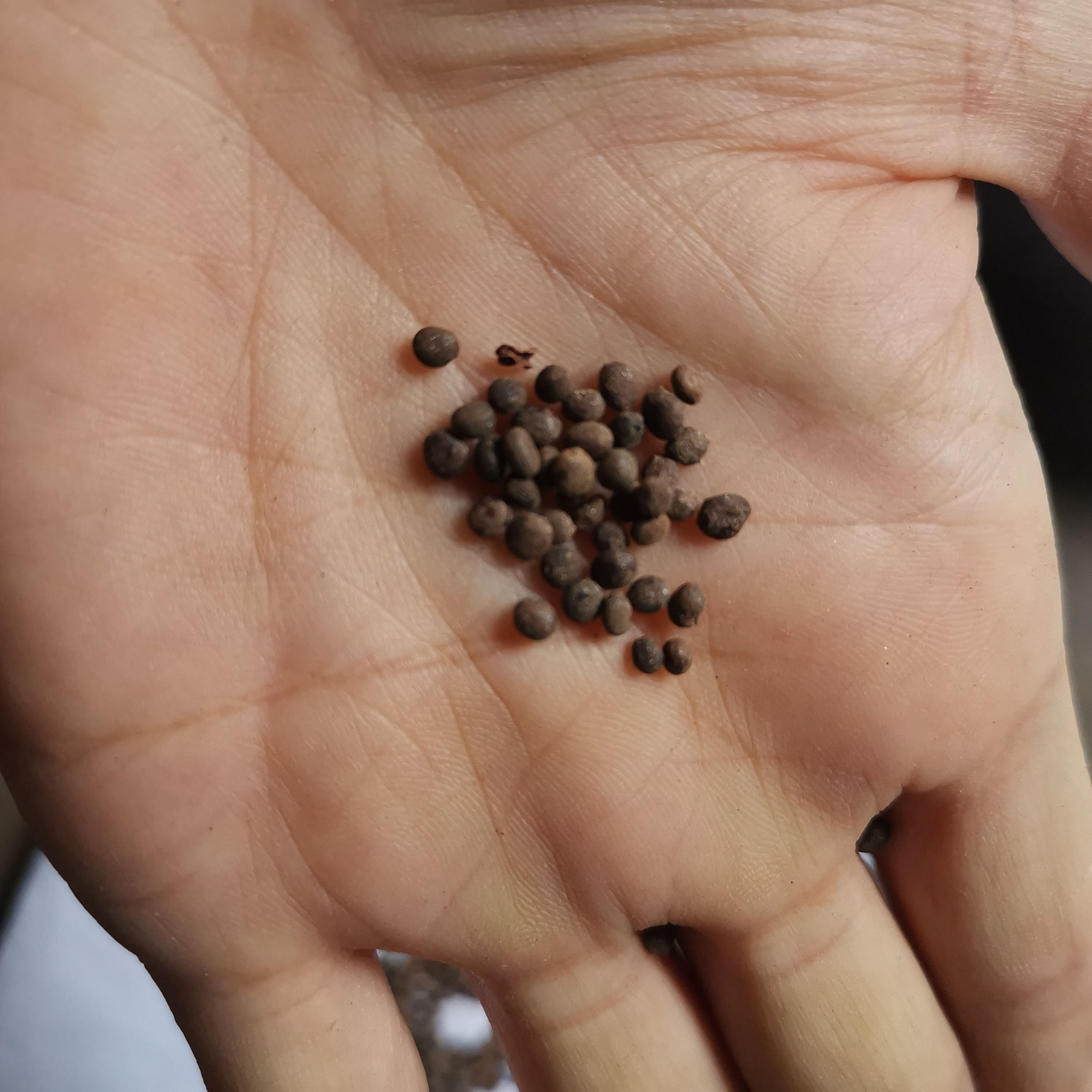 急性子种苗 急性子今年新货干净无杂500克包邮产地直供量大从