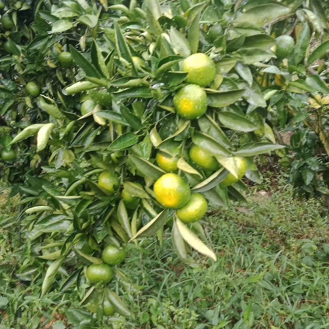 柑桔  早熟蜜橘