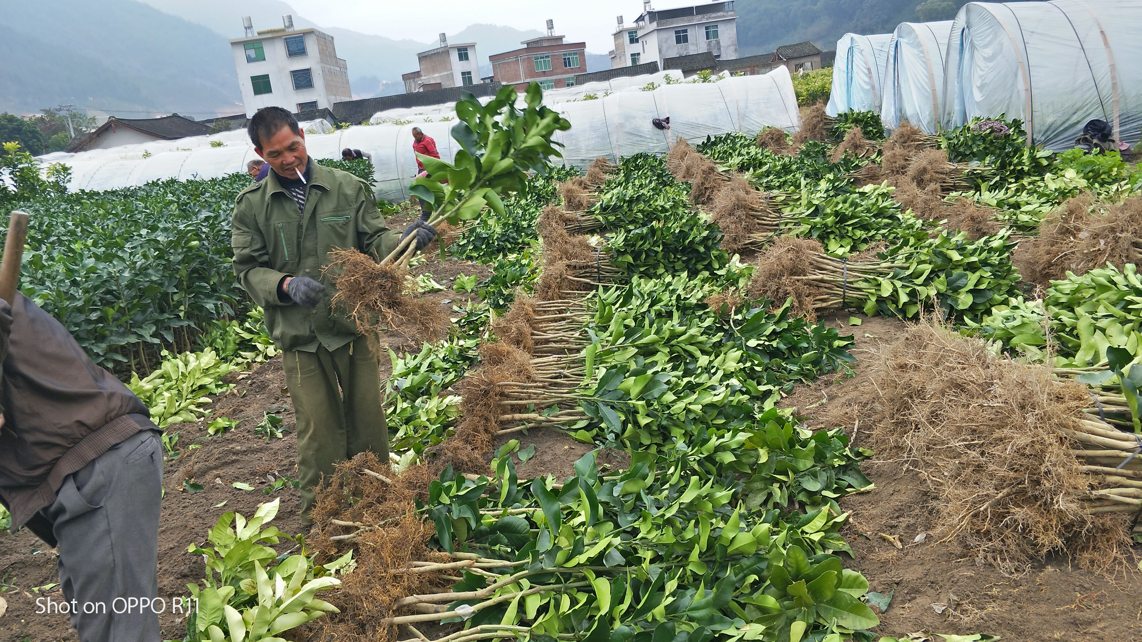 三红蜜柚苗，三红红肉蜜柚苗，大三红柚苗，福建平和直销