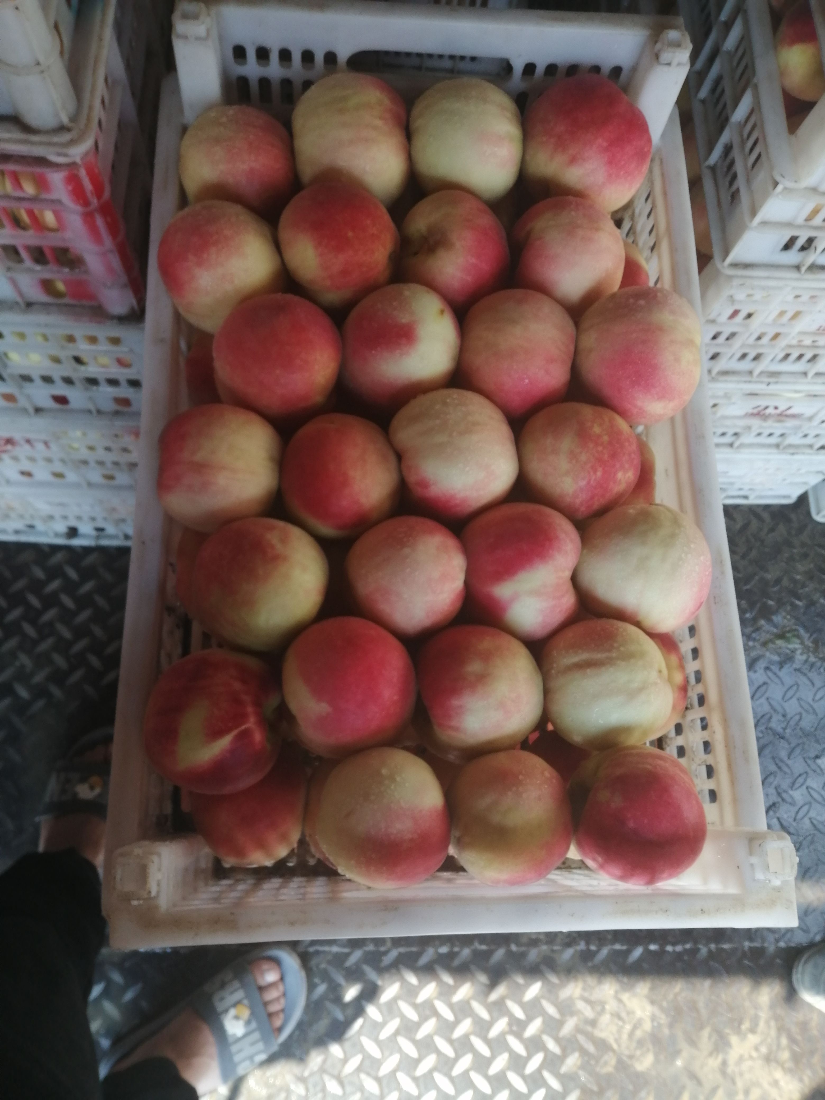 永莲蜜桃大量上市了