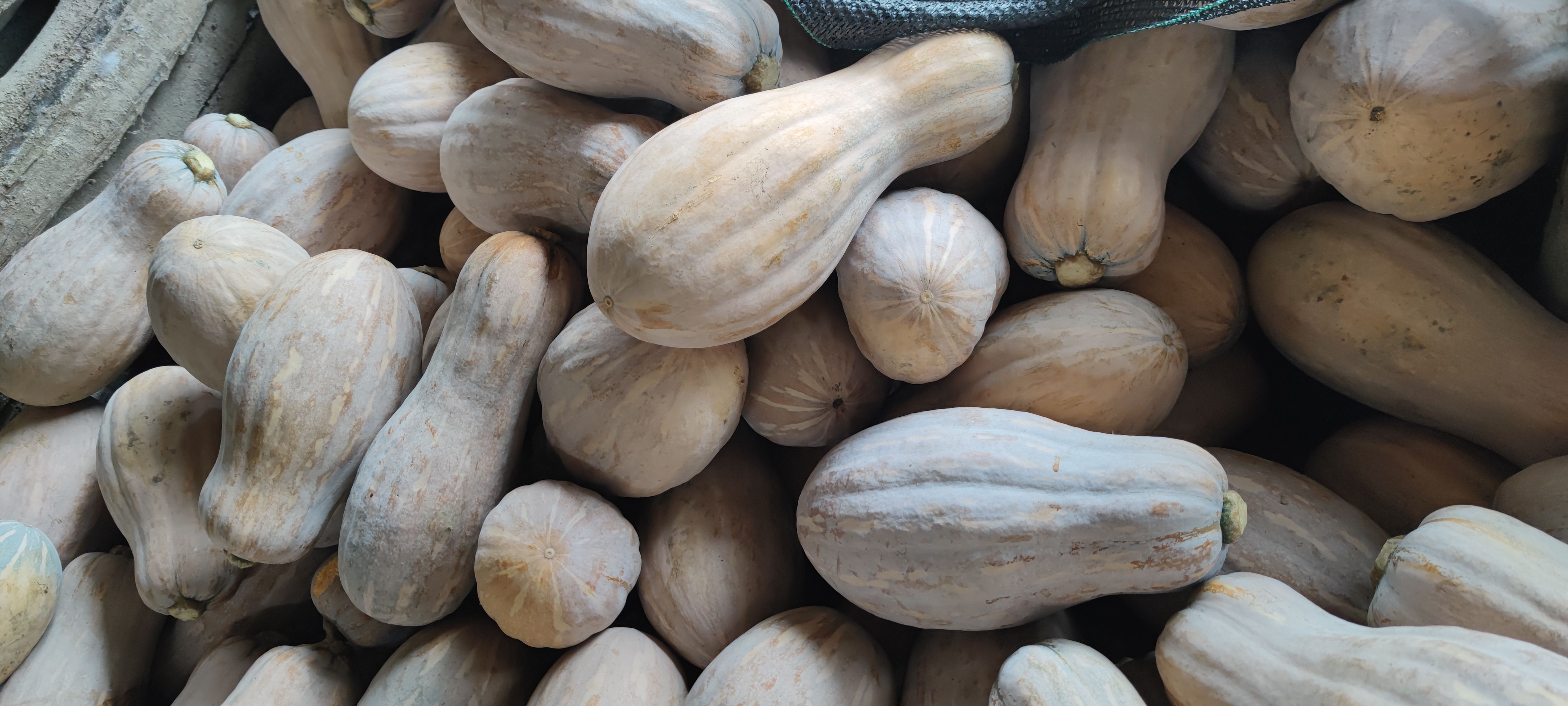 蜜本南瓜 贵州坡地瓜,下个月大量上市.