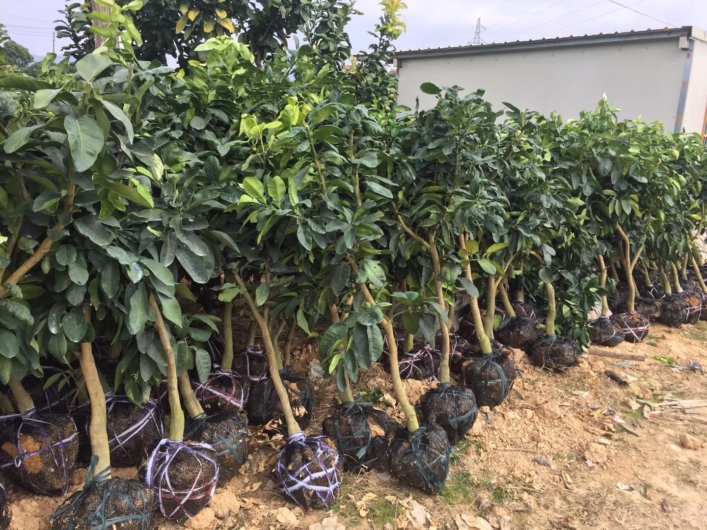 泰国暹罗红柚苗，暹罗柚苗，泰国暹罗红柚子树苗，皮全红色