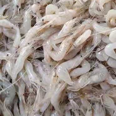 怀远县 河虾，白米虾2-4公分