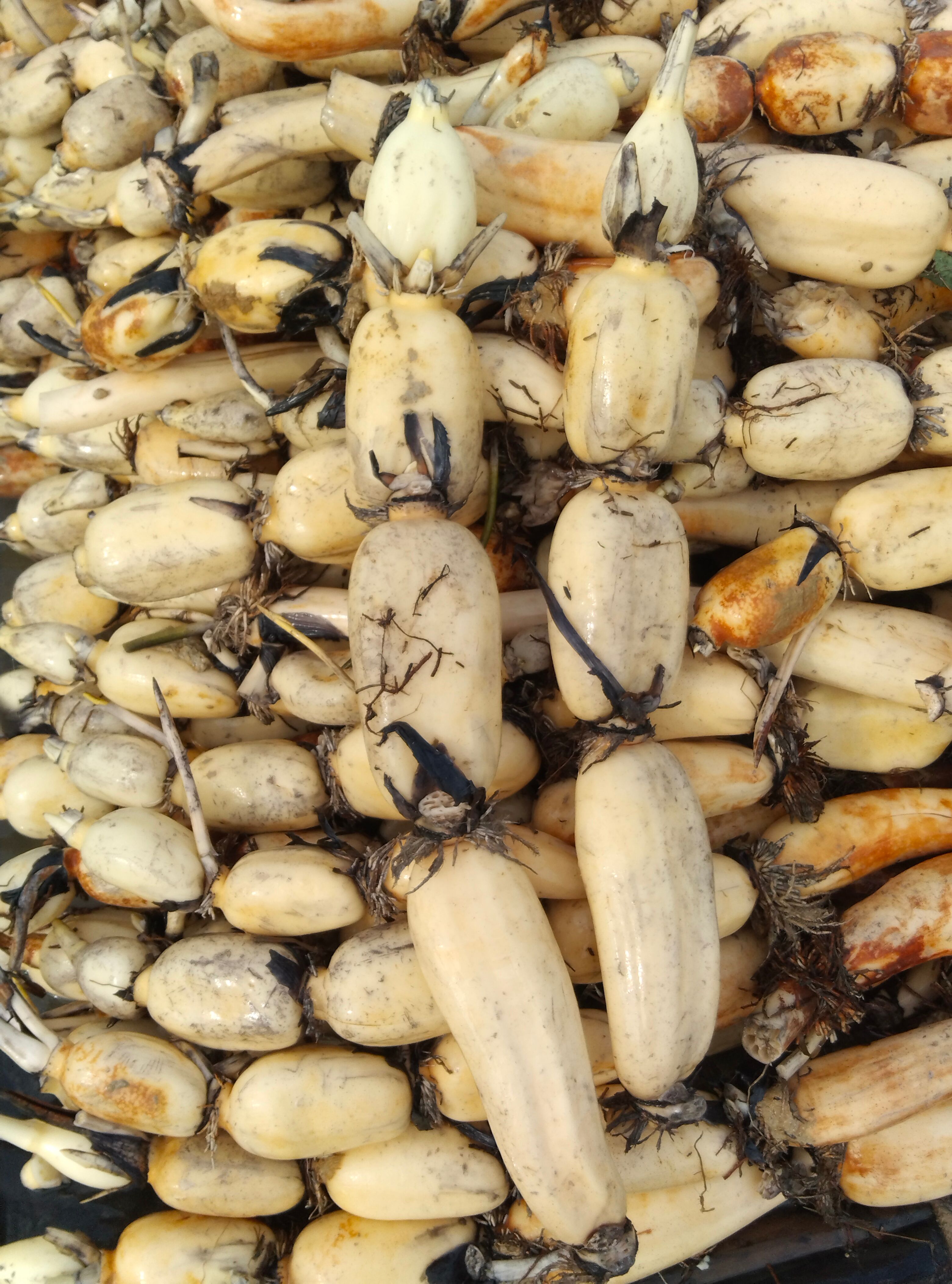 鄂莲6号 精品鄂莲六号