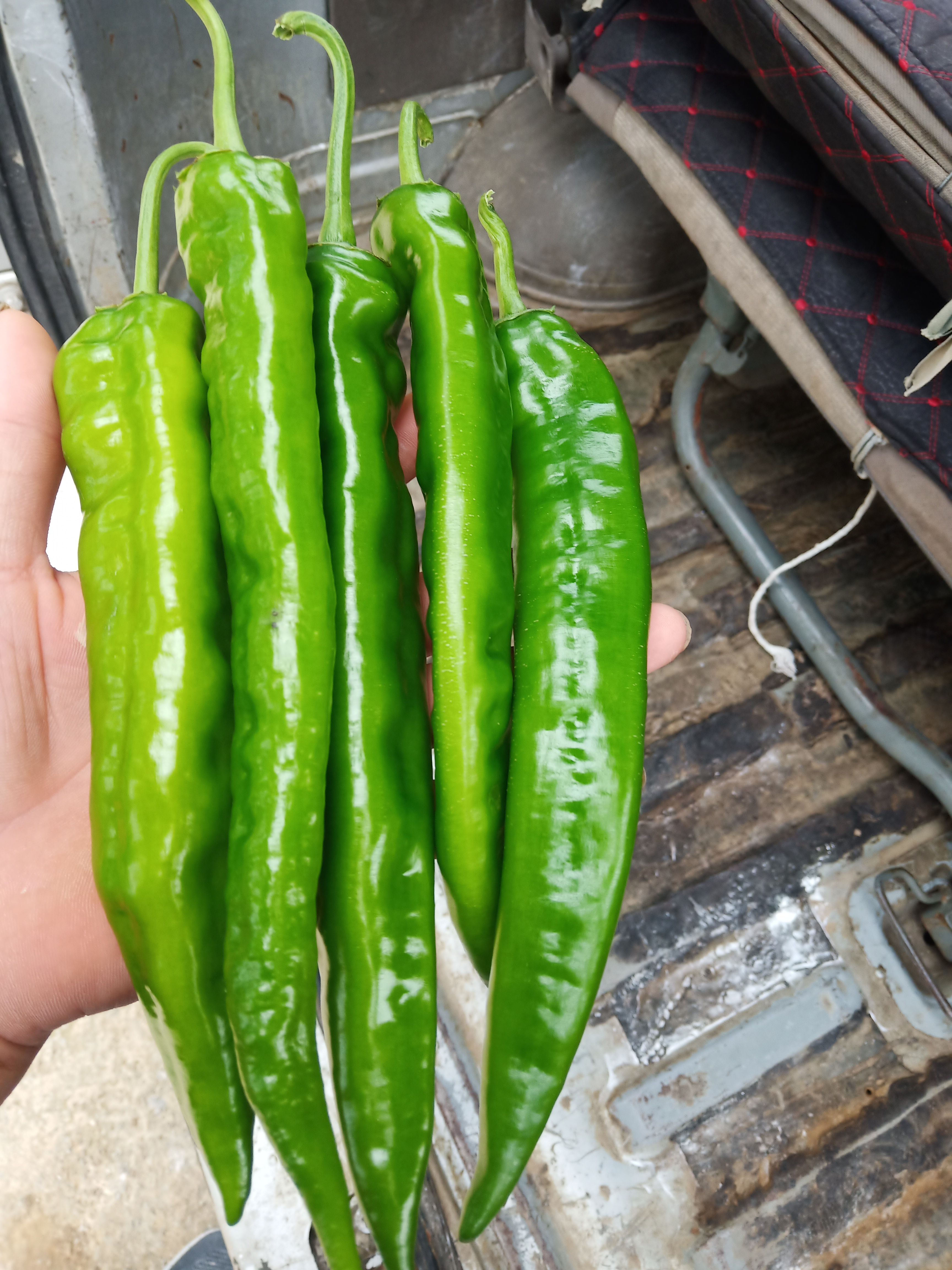 湘辣 湘叶15号大辣椒，基地直供