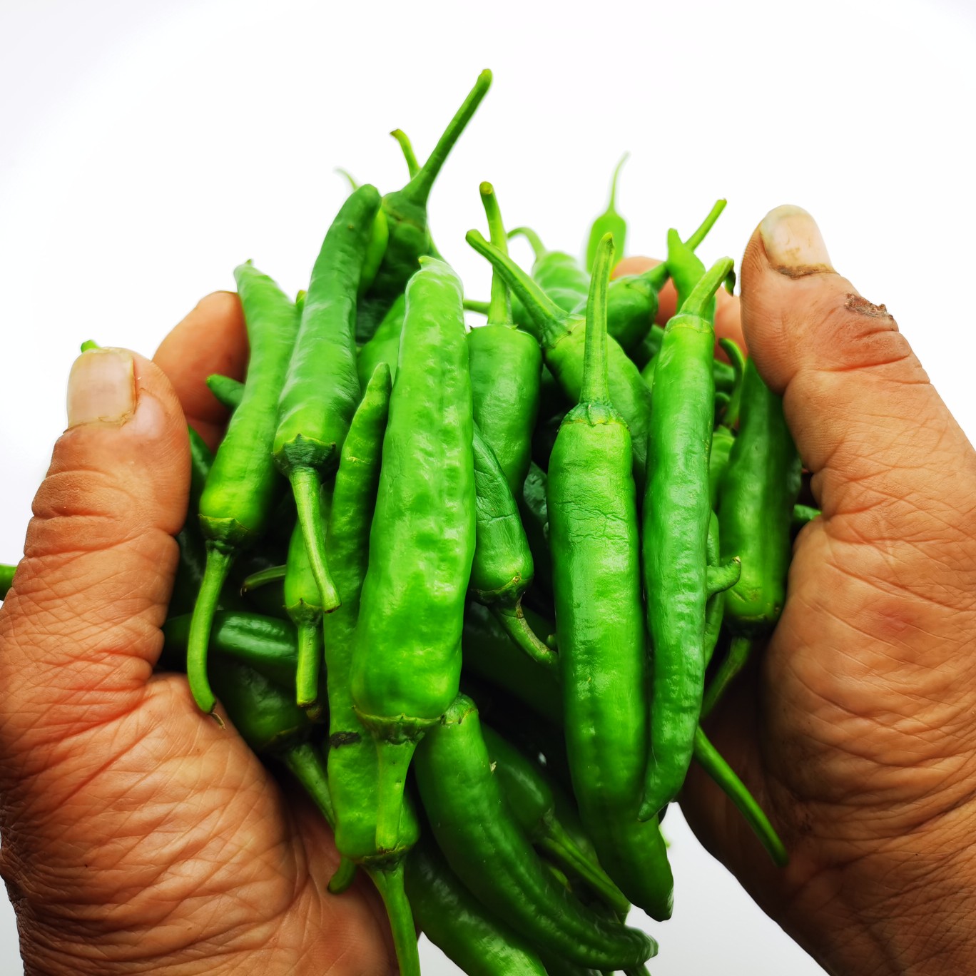 樟树港辣椒湖南特产原产地直销