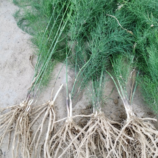 曹县芦笋根  芦笋种苗 芦笋苗基地 抗病根系好 现挖现发