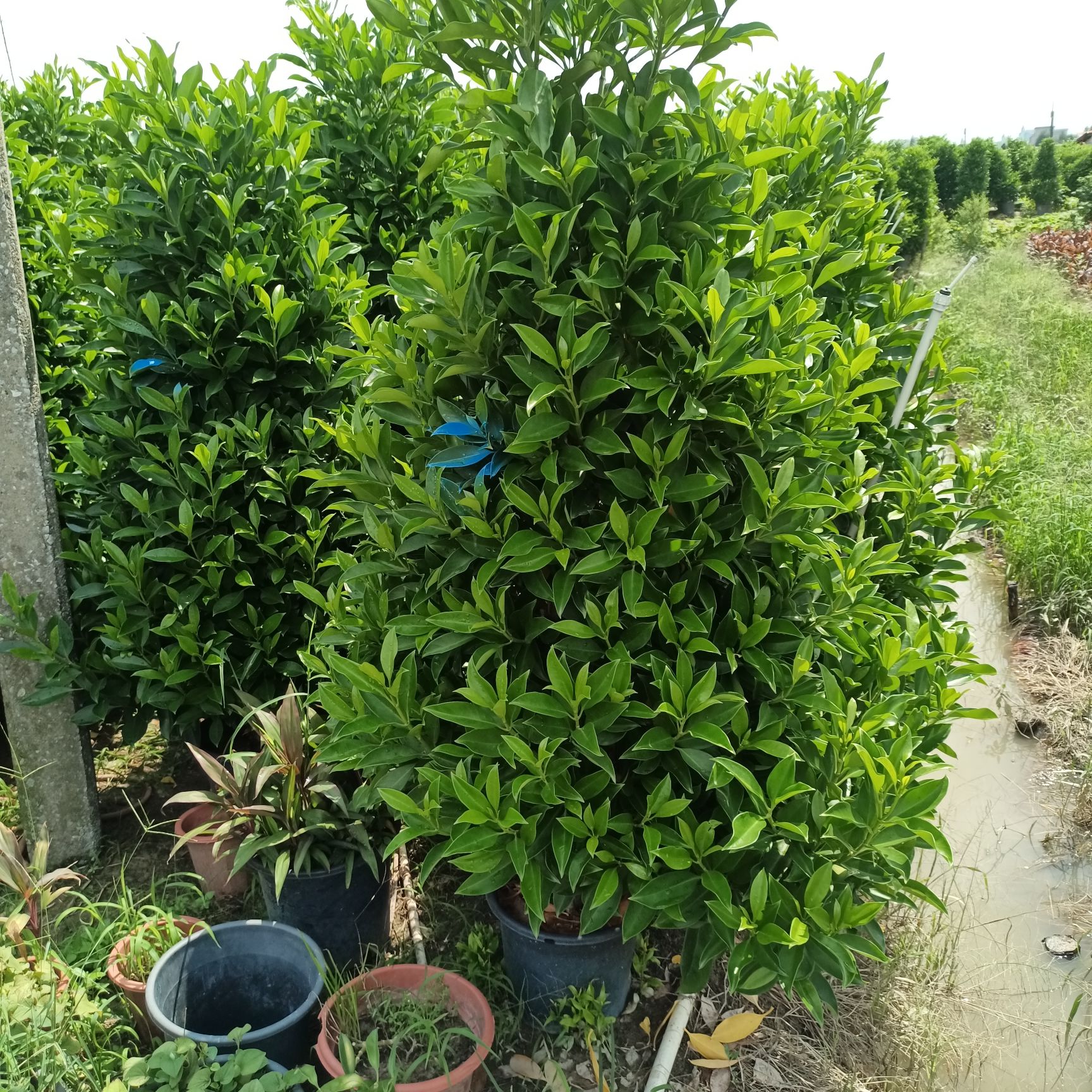  非洲茉莉，各种形状，各种规格齐全 价格实惠
