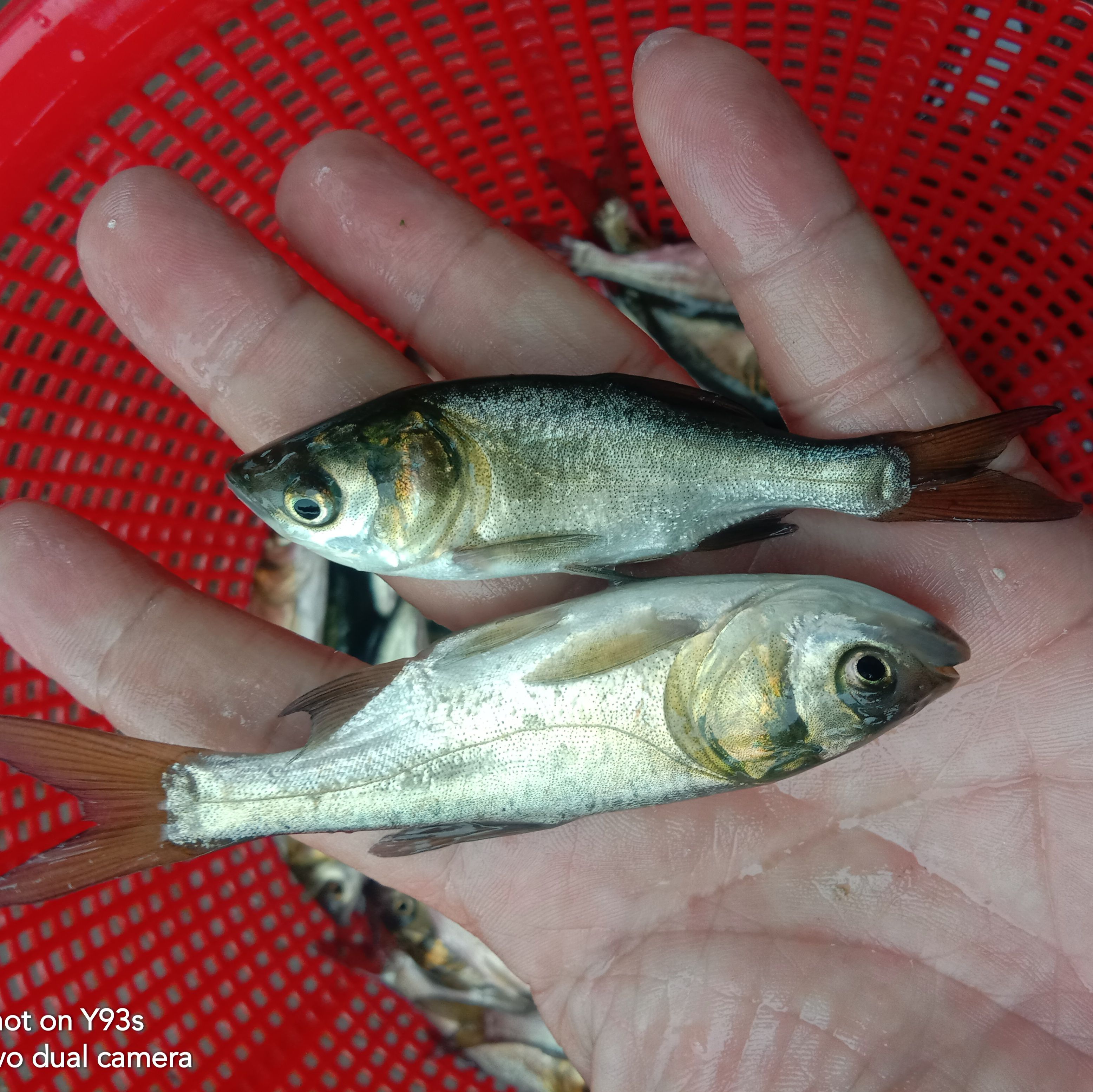 大头鱼鱼苗  大头鱼苗:鳙鱼、花鲢鱼，食物是水中大量生长浮游