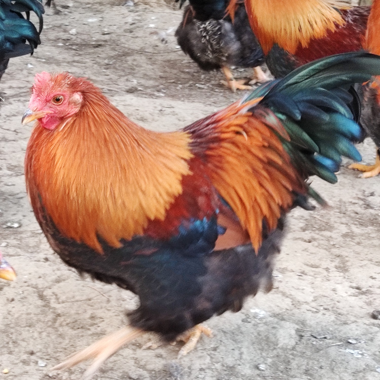 阉鸡 走地鸡