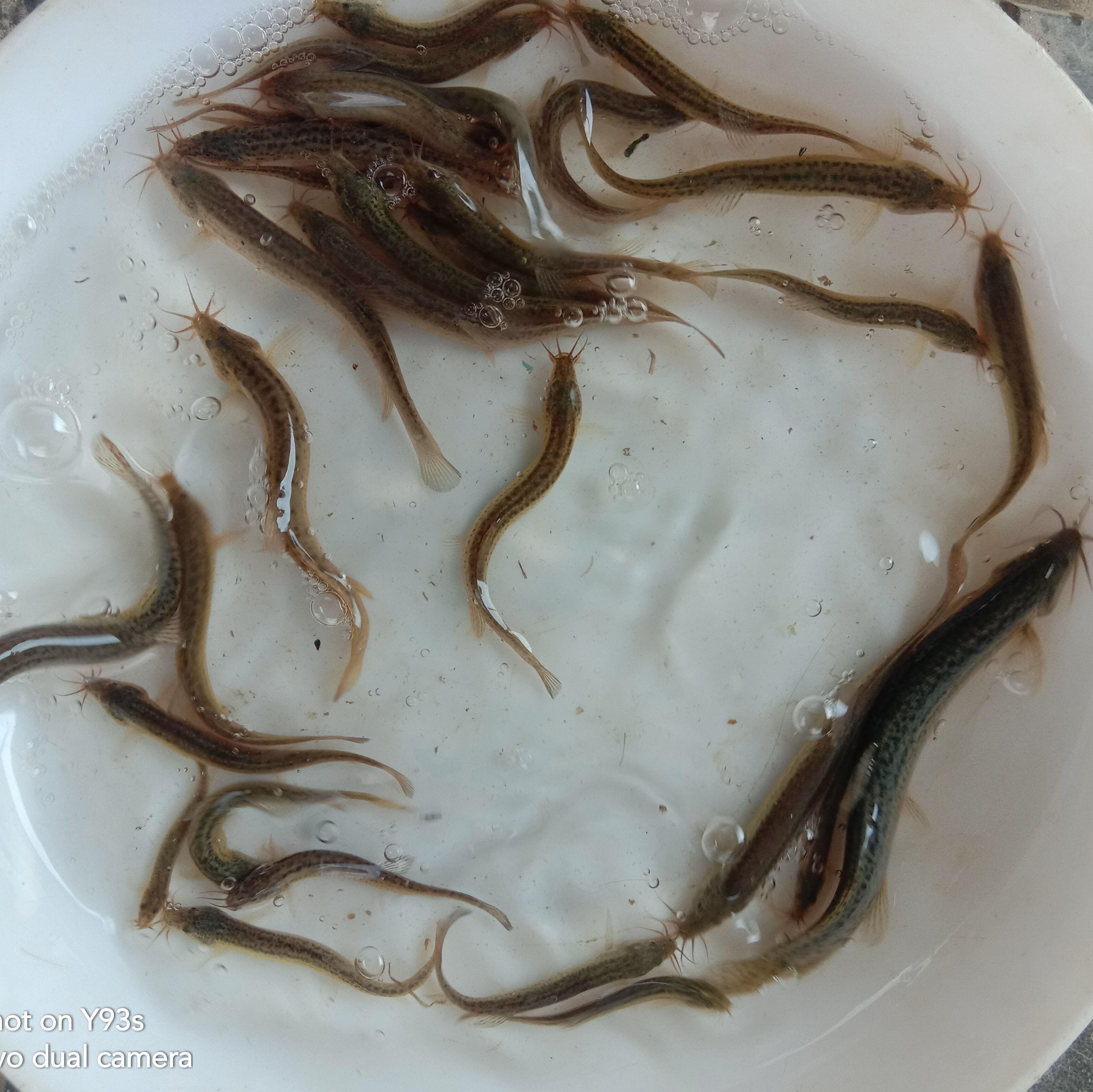 泥鳅苗  泥鳅，高密度饲料养殖，易养。