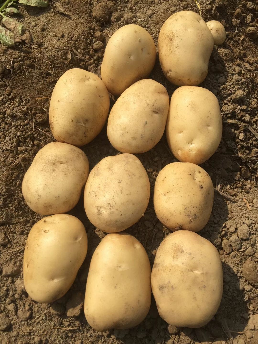 云南德宏州盈江县新鲜土豆，大量上市，产地直发，欢迎来电咨询