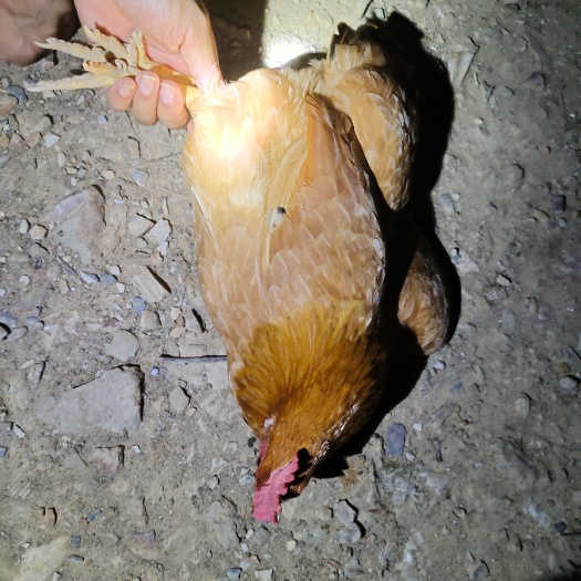 浏阳市衡阳土鸡