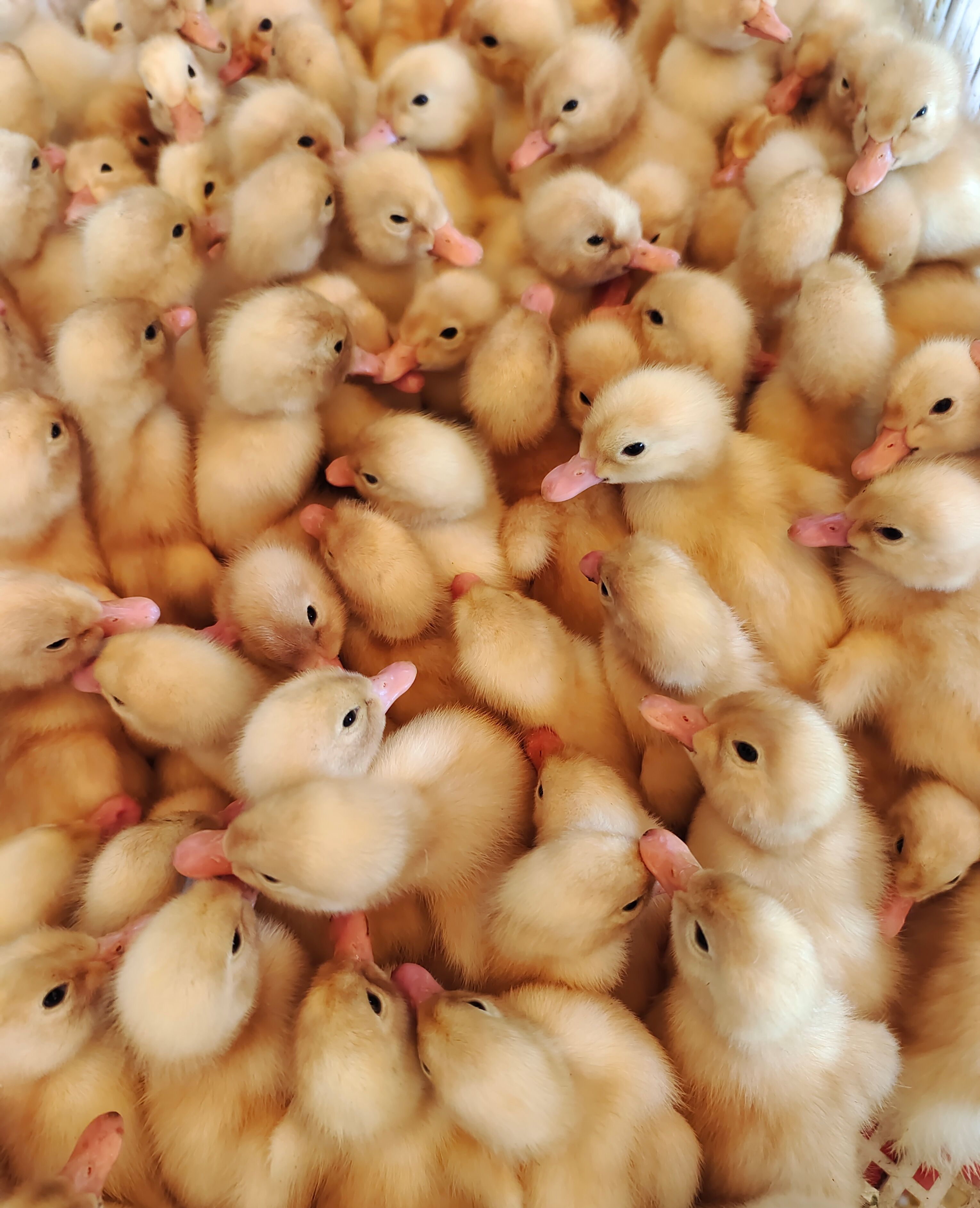 白鸭苗 樱桃谷白鸭苗 大种肉鸭苗 快长速白肉鸭苗