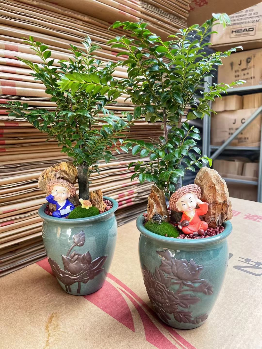 小叶紫檀盆栽 紫檀陶瓷盆景