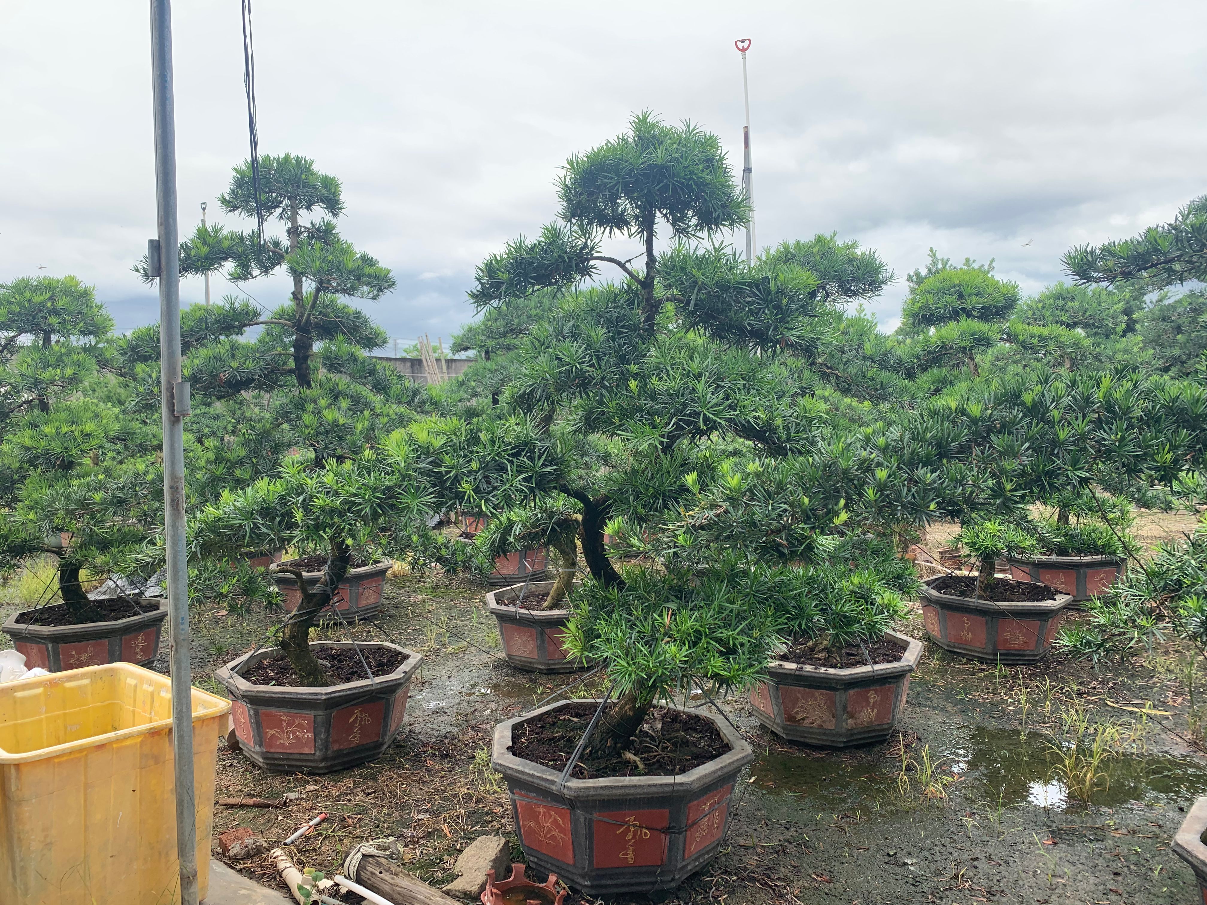 大叶罗汉松  造型罗汉松