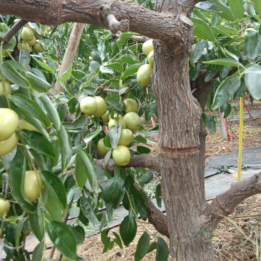 尉氏县 自家冬枣