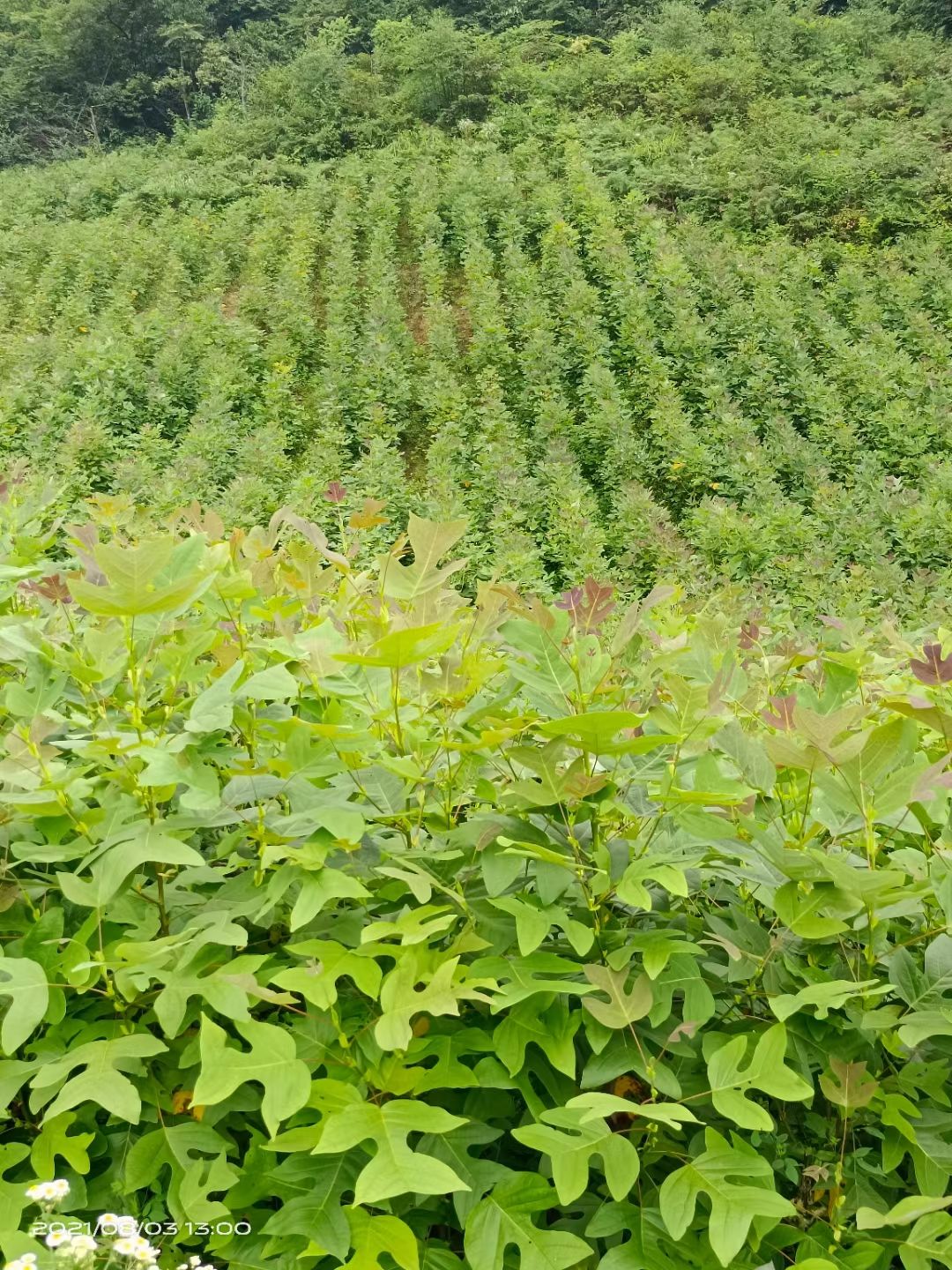 鹅掌楸， 马挂木