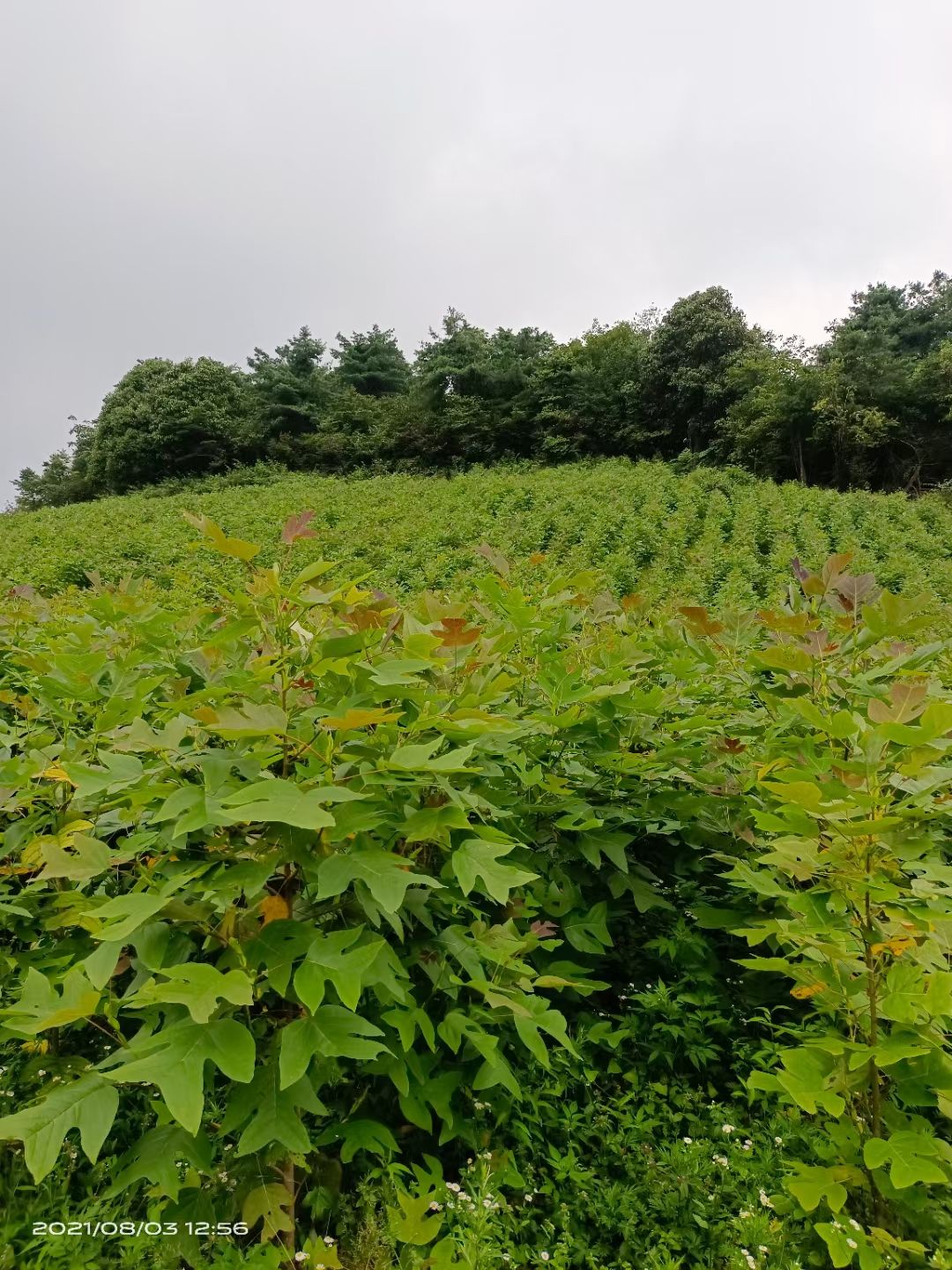鹅掌楸， 马挂木