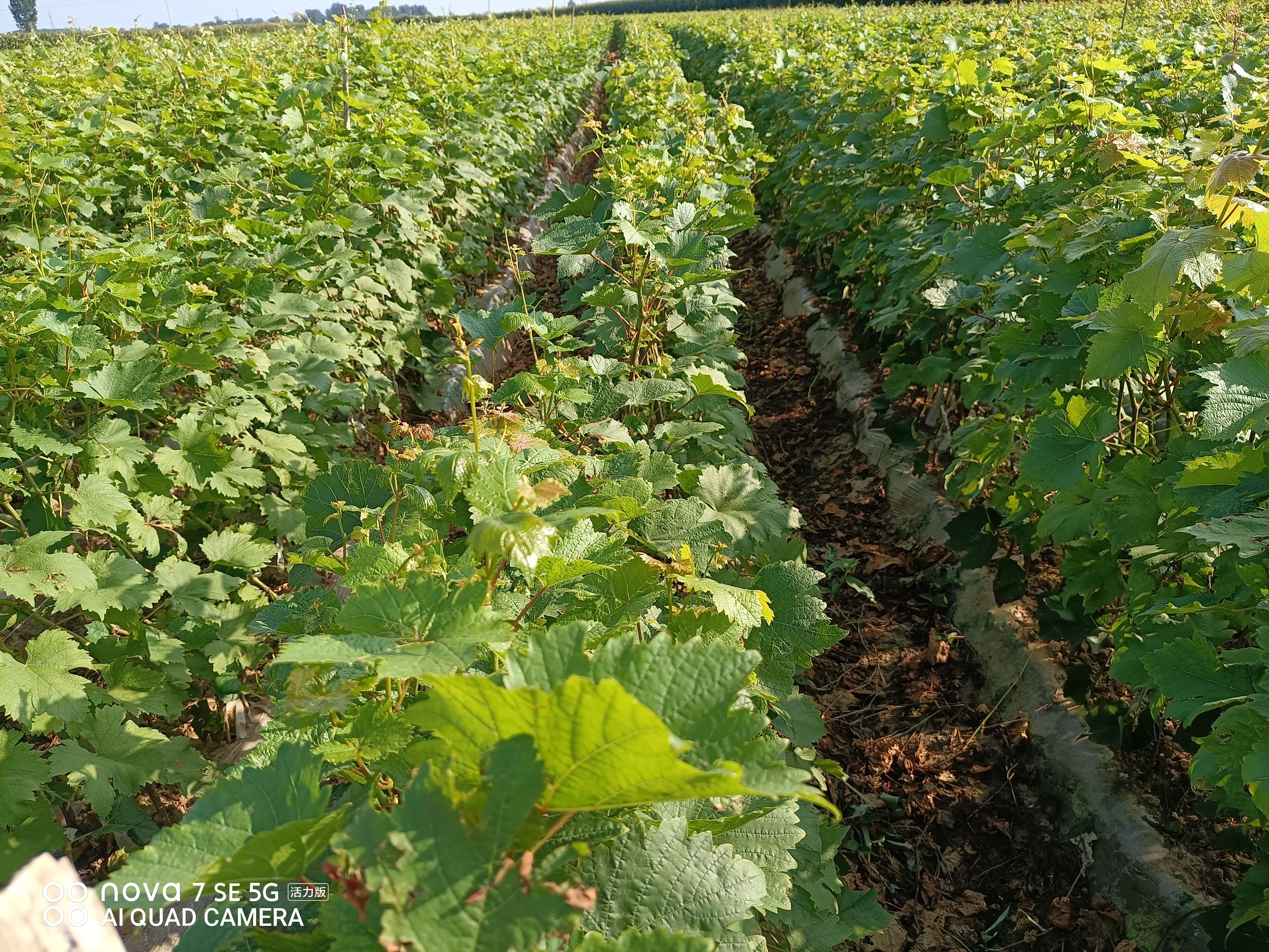  巨圣一号葡萄苗