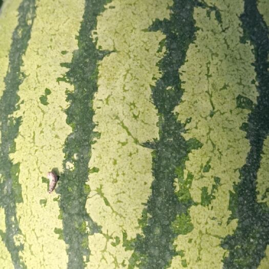 长沙金城5号西瓜  硒砂瓜