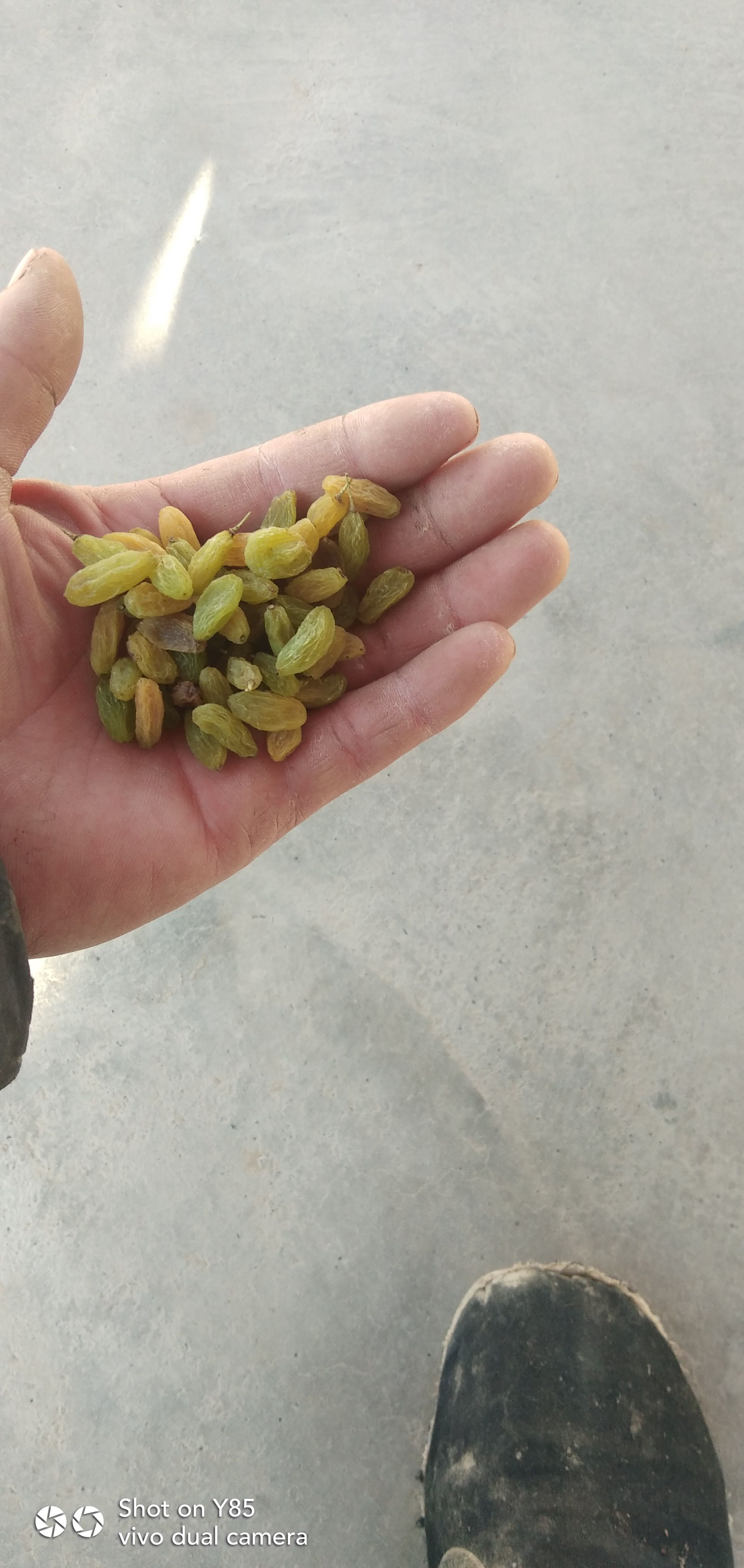 无核葡萄干 新疆维吾尔自治区吐鲁番市市鄯善县 6-12个月 