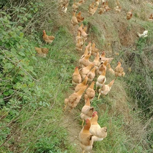 邵阳县衡阳土鸡