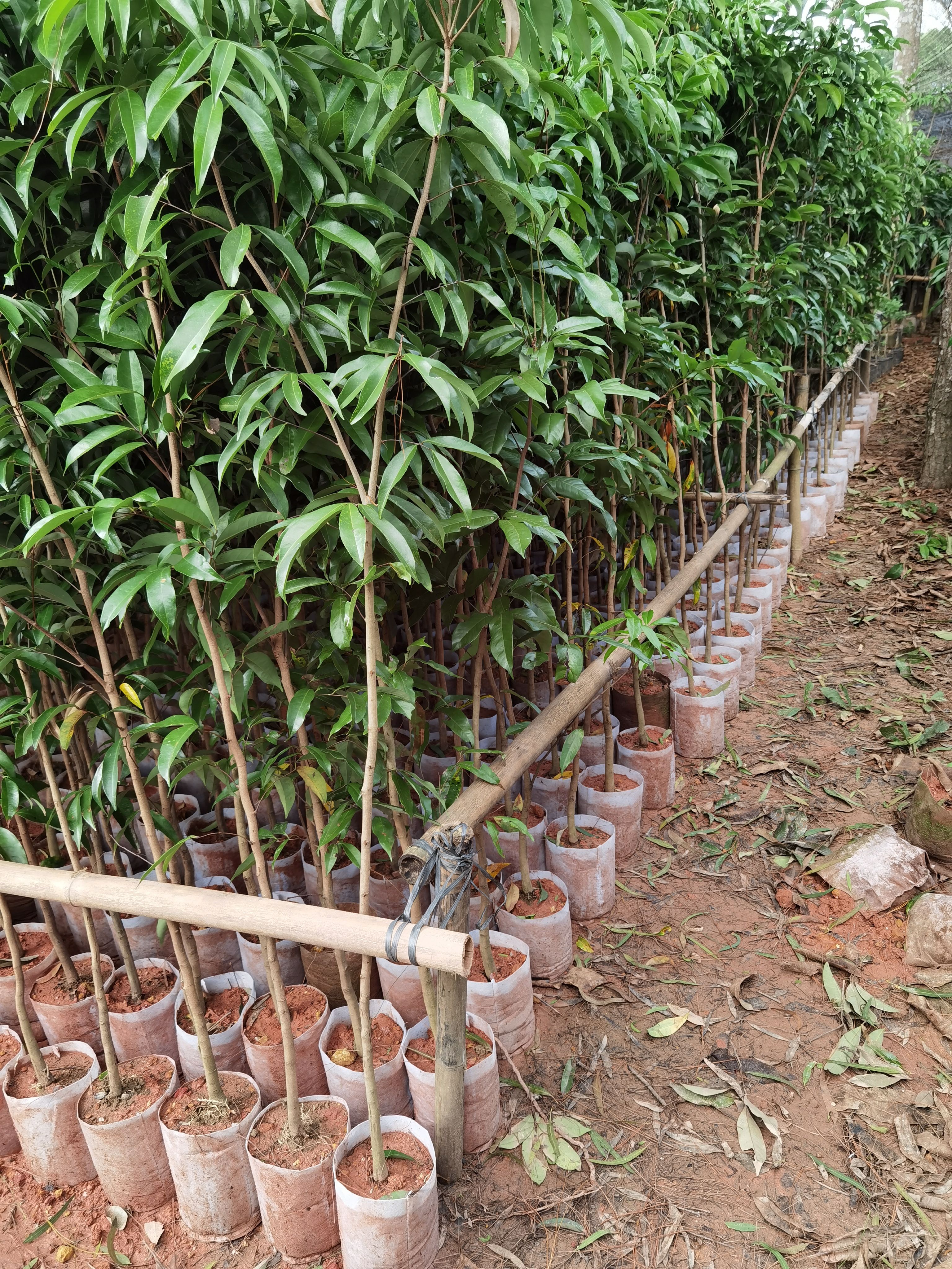 荔枝苗  荔枝直生苗  占地用苗