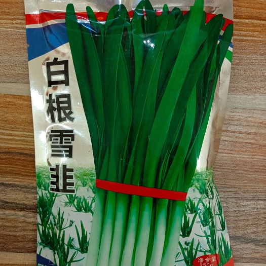盐城白根雪韭，不休眠，翠绿色，抗病耐寒，株根整齐。