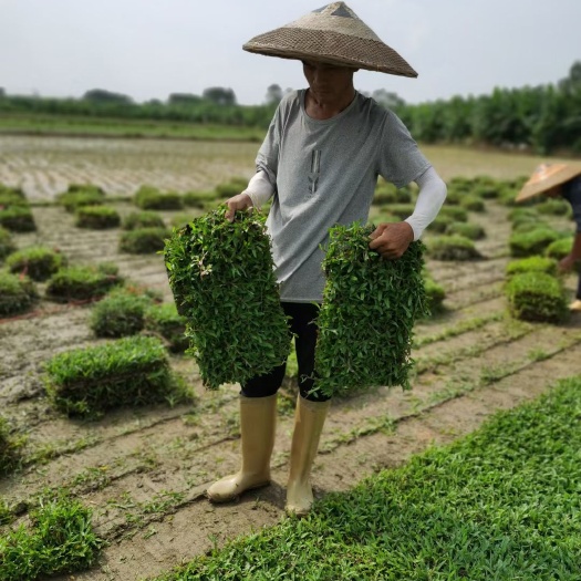 四会市 大叶草草