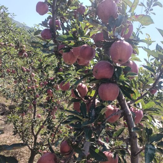 礼县红星苹果 一年一度的花牛苹果马上上市了，欢迎各地客商选购