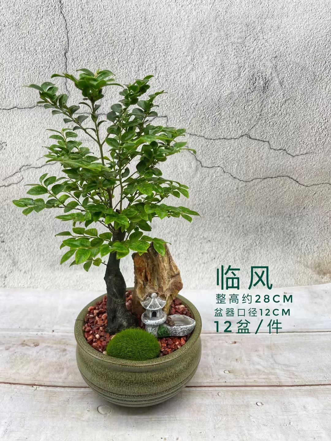 小叶紫檀盆栽 紫檀陶瓷盆景