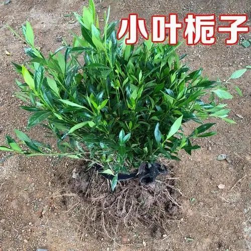 广水市小叶栀子 小栀子苗，花香盆载，绿化