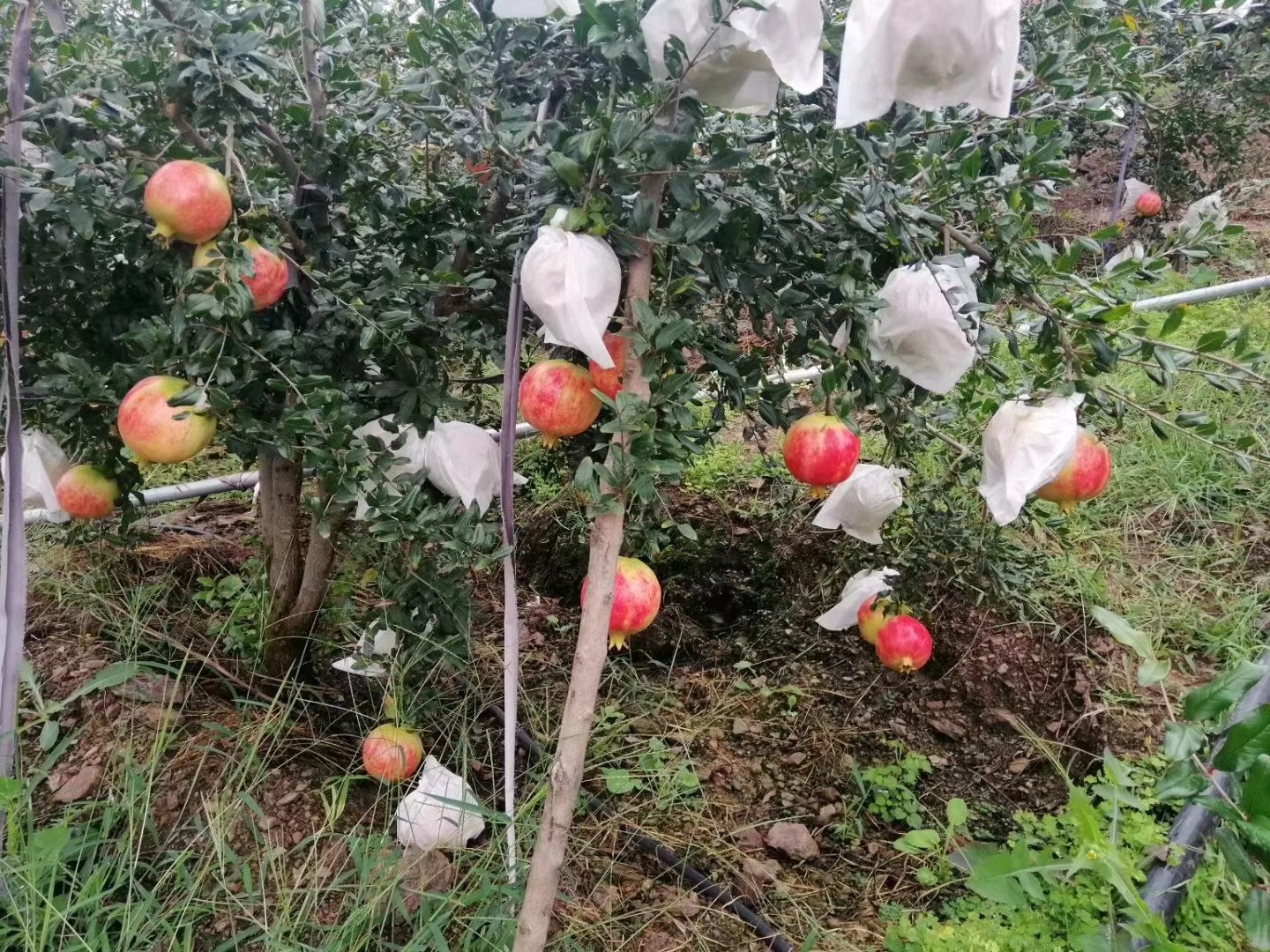 会理突尼斯软籽石榴