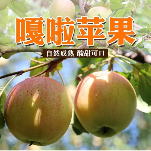 吐鲁番嘎啦苹果阿克苏嘎啦苹果产地直发顺丰包邮口感特别好中秋福利甄选