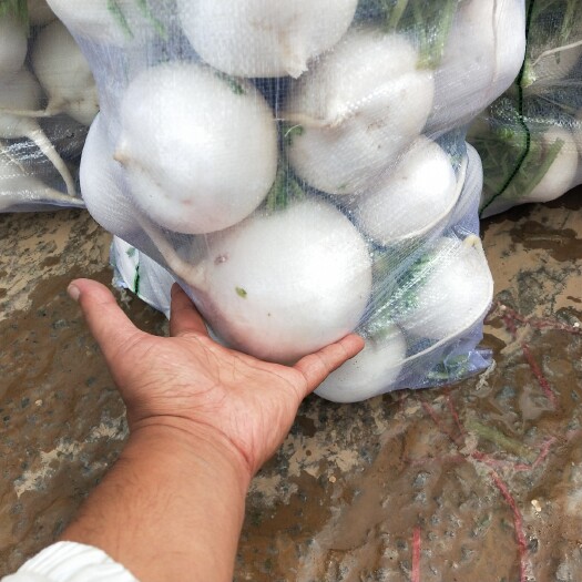 昔阳县 白萝卜大量上市，供应中