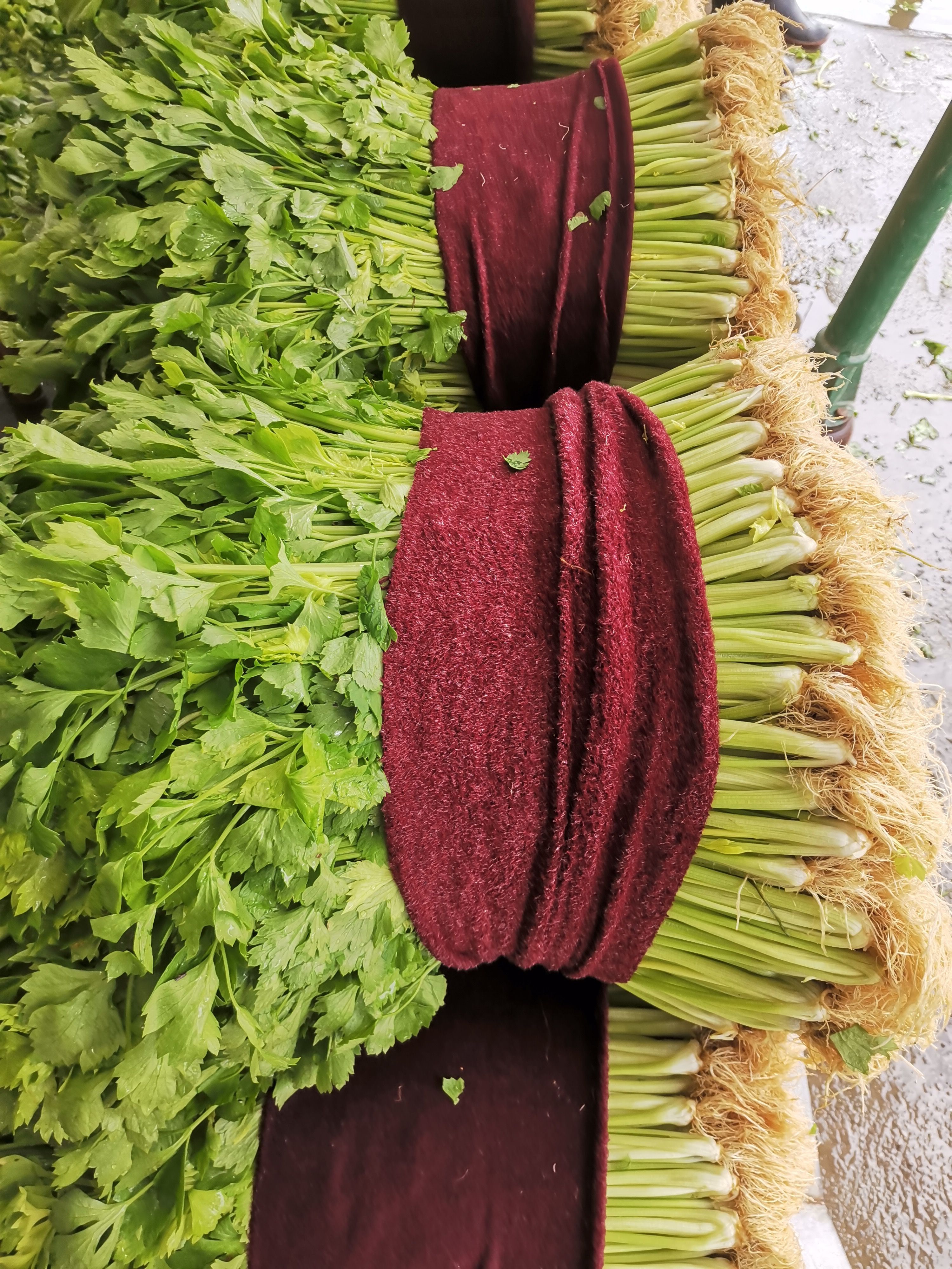 黄心芹 大棚芹菜45公分到65公分