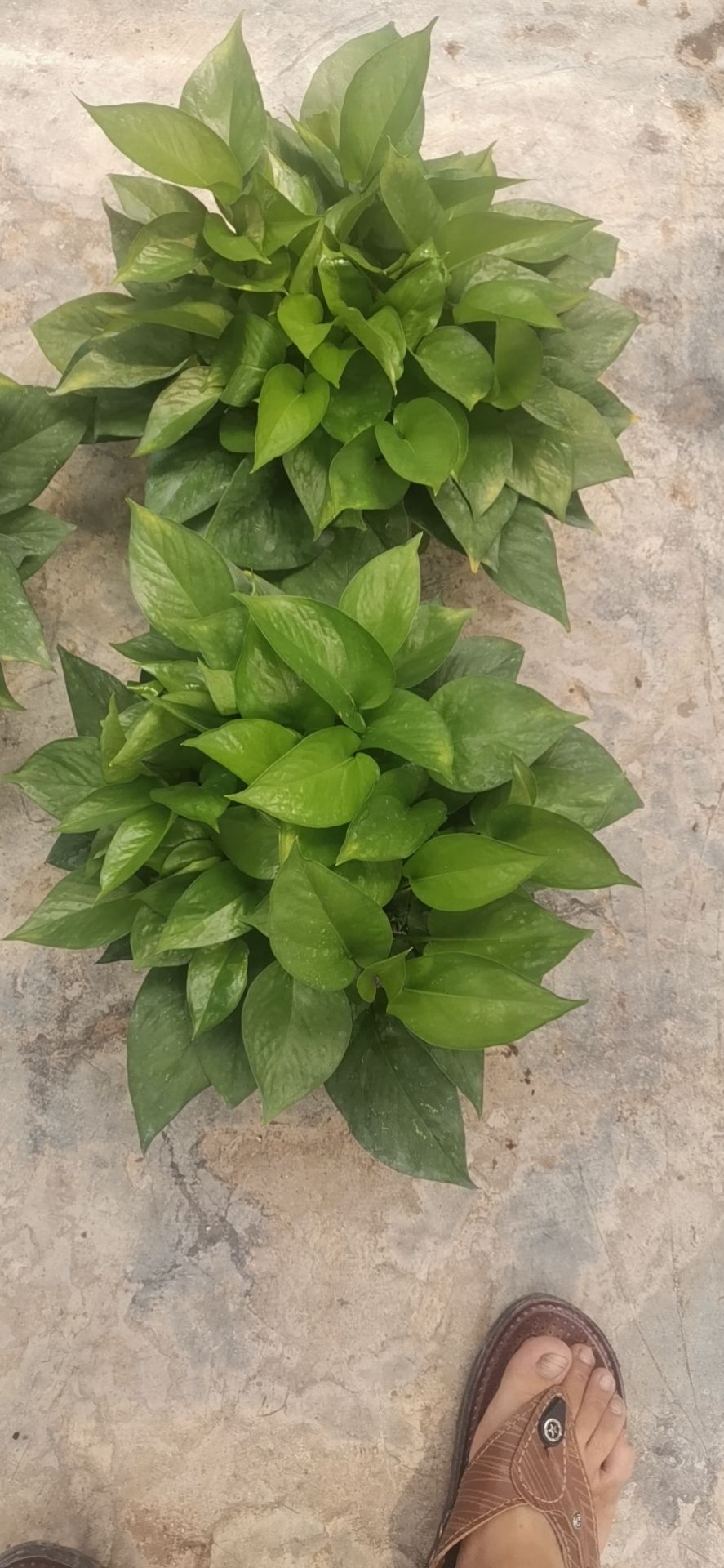 绿萝  基地直销，物美价廉，长期大量现货