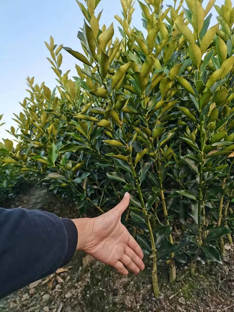 脆皮金桔苗 脆蜜金桔苗，脆蜜金柑苗，自采母本嫁接，品质保证