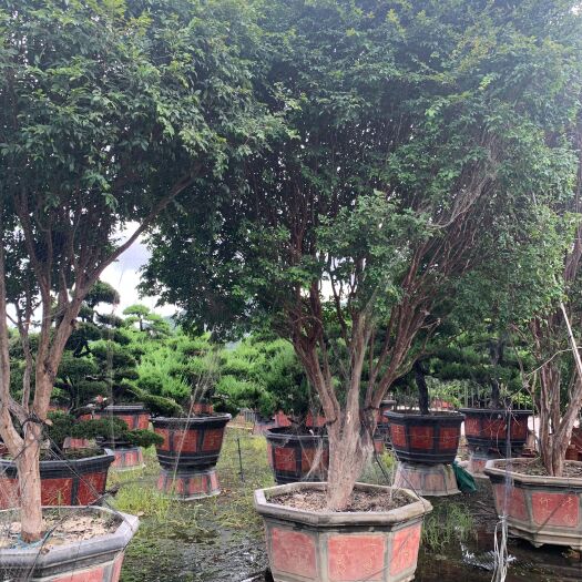 潮州果树盆景  嘉宝果树